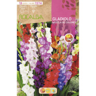 GLADIOLO MEZCLA DE COLORES