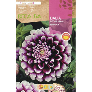 copy of NARCISO TROMPETA GOLDEN HARVEST -AMARILLO