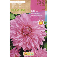 DALIA LAVENDER PERFECTION -LILA