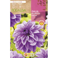 DALIA LILAC TIME -LILA PURPURA