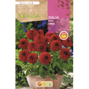 copy of NARCISO TROMPETA GOLDEN HARVEST -AMARILLO