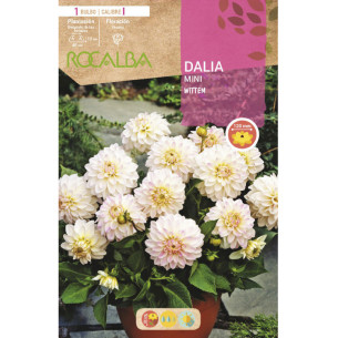DALIA WITTEM -BLANCO MINI