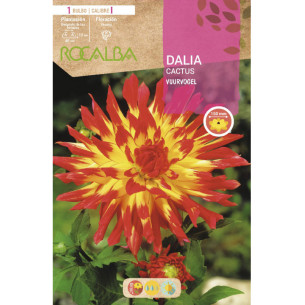 DALIA VUURVOGEL -AMARILLO, BORDE ESCARLATA