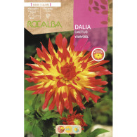 DALIA VUURVOGEL -AMARILLO, BORDE ESCARLATA