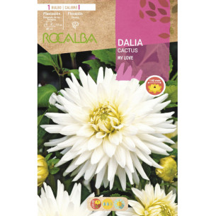 copy of NARCISO TROMPETA GOLDEN HARVEST -AMARILLO