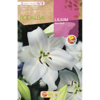 LILIUM NAVONA -BLANCO