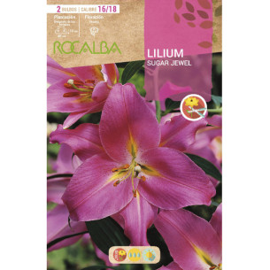 LILIUM SUGAR JEWEL -ROSA FUERTE