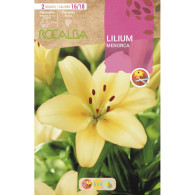 LILIUM MENORCA -AMARILLO SUAVE