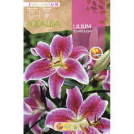 LILIUM STARGAZER -ROSA, BORDE BLANCO