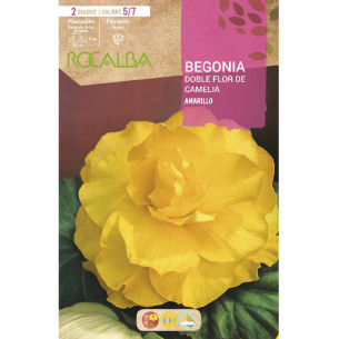 BEGONIA DOBLES FLOR DE CAMELIA -AMARILLO