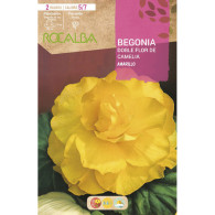 BEGONIA DOBLES FLOR DE CAMELIA -AMARILLO
