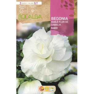 BEGONIA DOBLES FLOR DE CAMELIA -BLANCO
