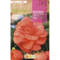 BEGONIA DOBLES FLOR DE CAMELIA -SALMON