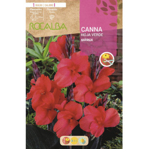 CANNAS HOJAS VERDES -NARANJA