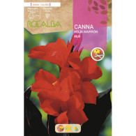 CANNAS HOJAS MARRONES -ROJO