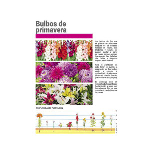 CANNAS HOJAS MARRONES -ROSA