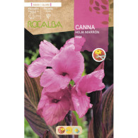 CANNAS HOJAS MARRONES -ROSA