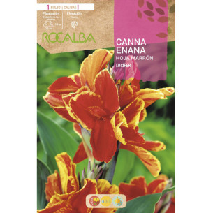CANNAS ENANAS LUCIFER -ROJO INTENSO, BORDE AMARILLO