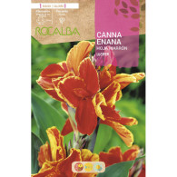CANNAS ENANAS LUCIFER -ROJO INTENSO, BORDE AMARILLO