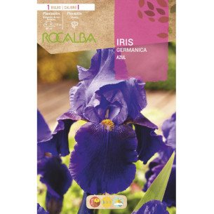 IRIS GERMANICA AZUL