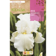 IRIS GERMANICA BLANCO