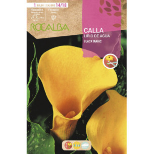 CALLA BLACK MAGIC -AMARILLO