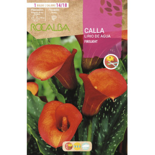 CALLA FIRELIGHT -NARANJA