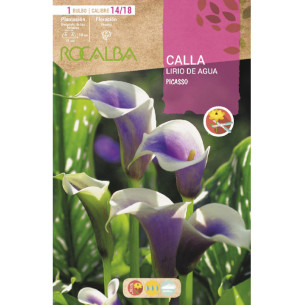 CALLA PICASSO -LILA BORDE BLANCO
