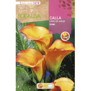 CALLA SELINA -AMARILLO CON ROJO