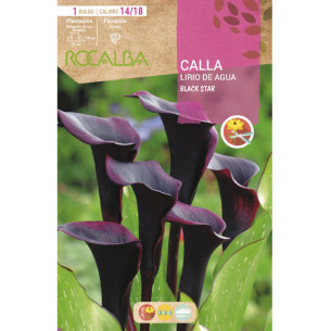CALLA BLACK STAR -NEGRO