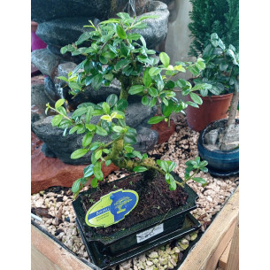 copy of Kalanchoe Daigremontiana