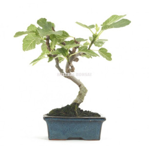 copy of Kalanchoe Daigremontiana