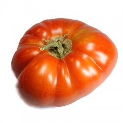 TOMATE MUCHAMIEL - Lote 9 uds.