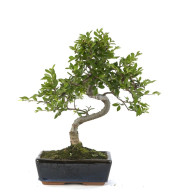 ZELKOVA PARVIFOLIA. BONSÃI 8 AÃ‘OS. OLMO
