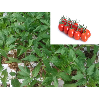 TOMATE CHERRY PERA - Lote 9 uds.