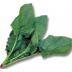 Pack 9 uds. ESPINACAS