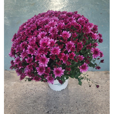 copy of CRISANTEMO en maceta de 16 cm de �