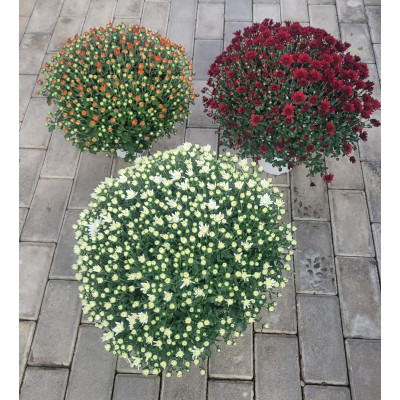 CRISANTEMO 1.6L (CHRYSANTHEMUM)