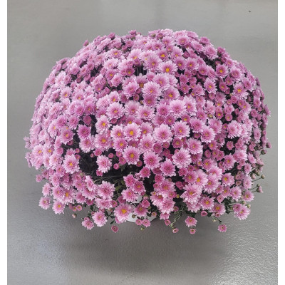 copy of GERANIO (Pelargonium x hortorum)