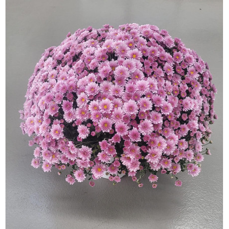 CRISANTEMO C14 (CHRYSANTHEMUM)