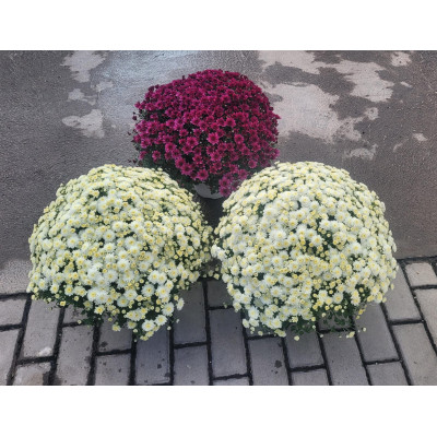 CRISANTEMO C14 (CHRYSANTHEMUM)