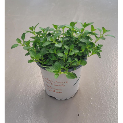OREGANO VULGARE 0.54L (OREGANO)