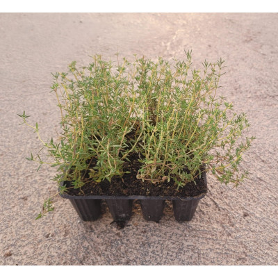 Thymus Vulgaris (Tomillo) | El Huerto Deitana ®