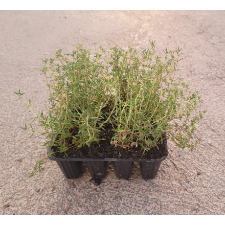 Thymus Vulgaris (Tomillo) | El Huerto Deitana ®