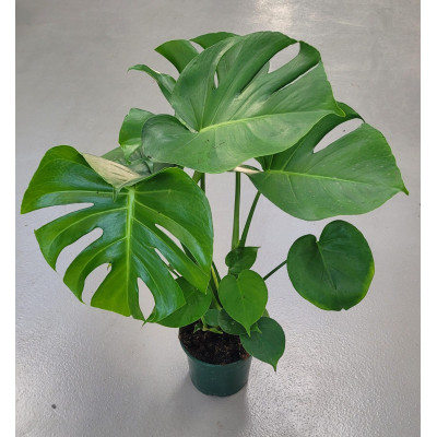 Monstera| El Huerto Deitana ® Monstera| El Huerto Deitana ®