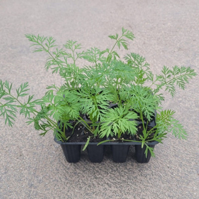ZANAHORIAS - Lote 9 uds.