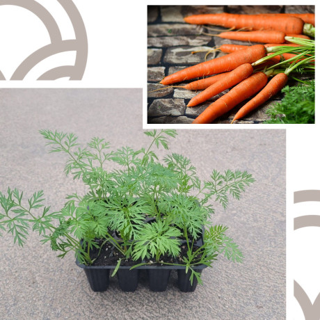 ZANAHORIAS - Lote 9 uds.