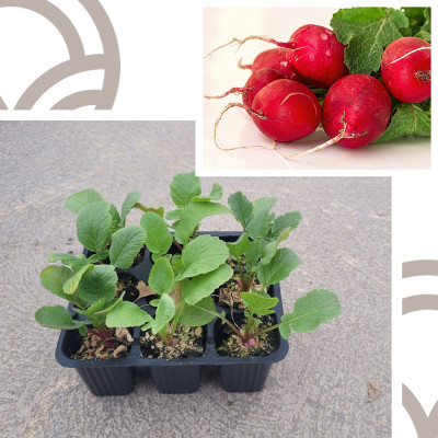 copy of PLANTAS DE TOMATE OPTIMA