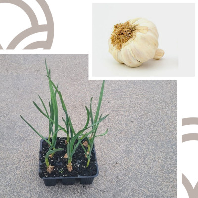 copy of PLANTAS DE TOMATE OPTIMA