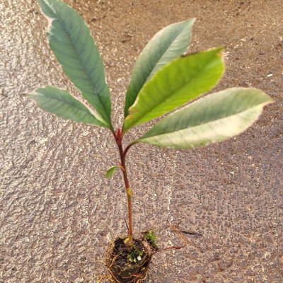 PHOTINIA NANA Lote 9 uds. PHOTINIA NANA Lote 9 uds.